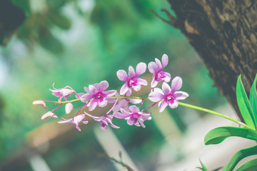 Orchids in the garden.