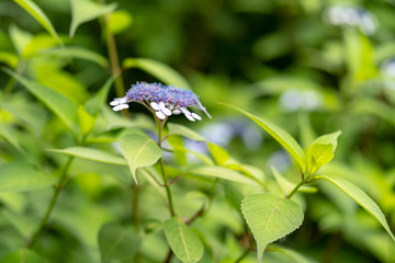 紫陽花