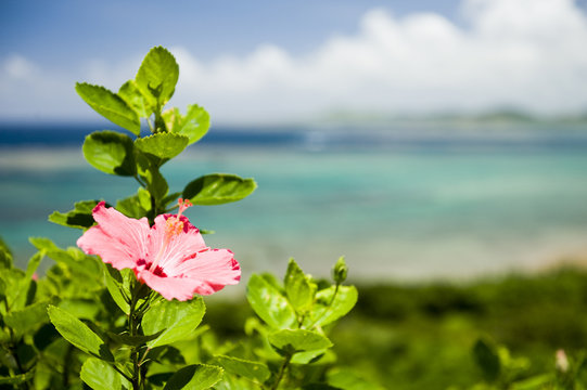 赤いハイビスカス