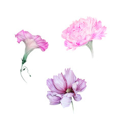 Watercolor set of pink garden flowers: peony, ipomoea, cosmos