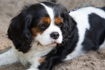 cavalier king charles spaniel tricolor dog in the park