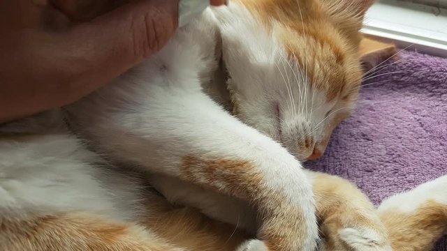 Happy red cat kitten likes being stroked by woman's hand.  Cute funny red-white cat on the blanket, close up, dynamic scene, 4k video.