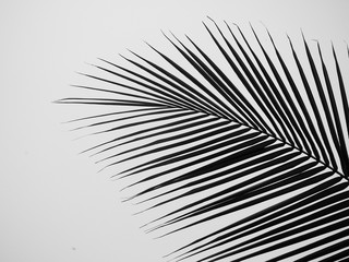 beautiful palms leaf on white background