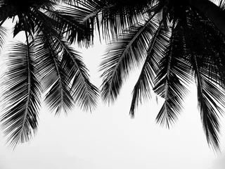 Rolgordijnen Palmboom mooi palmenblad op witte achtergrond