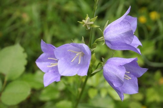 Fototapeta Beautifiul purple bell flowers in the garden. Campanula