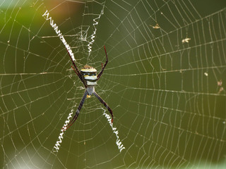 big spider on web