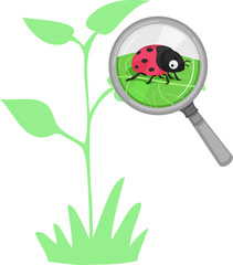 Fototapeta premium Lady Beetle roślin korzystne ilustracja błąd