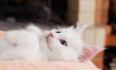 white kitten Maine Coon lies comfortably on Blankets