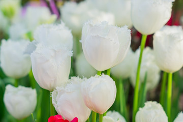 field of blooming colorful tulips, spring flowers in the garden