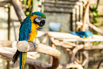 Green, blue and yellow colors parrot - Ara ararauna on tree in exotic country