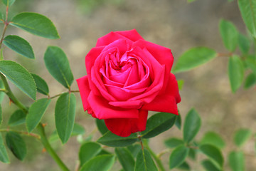 Closeup of fresh pink rose in bloom