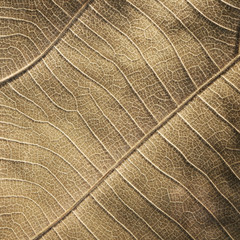 dry brown leaf texture