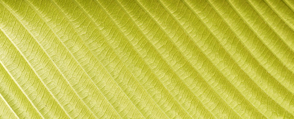 close up of green leaf texture