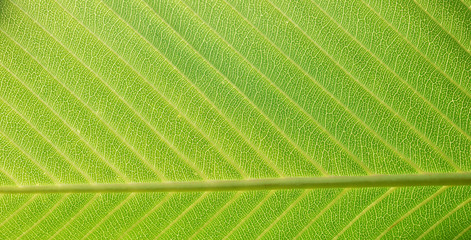 close up of green leaf texture