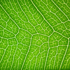 close-up green bodhi leaves