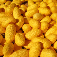 Close up silkworm cocoon combined into the background