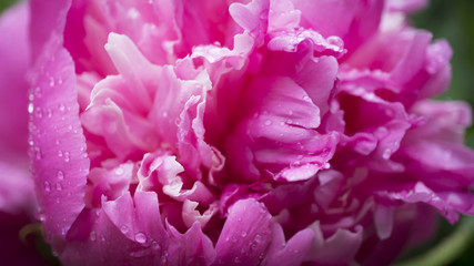 Beautiful shiny water droplets on flower petal peony macro. Drops of dew. Gentle soft elegant airy artistic image with soft focus.