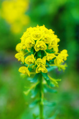 closeup detail of meadow flower - wild healing herb -Tithymalus amygdaloides.