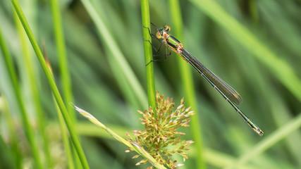 Banded demoiselle damselfly female on a grass stalk. Calopteryx splendens. Close-up of the glossy green dragonfly. Insect with a long abdomen. Water predator on a blurry natural background.