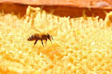 Honey bee on honeycomb 