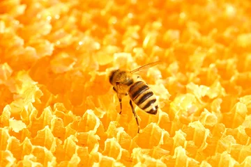 Fotobehang Bee in honeycomb © Simun Ascic