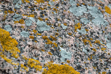 Moss On Granite Macro Bornholm