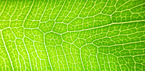 closeup green bodhi leaves