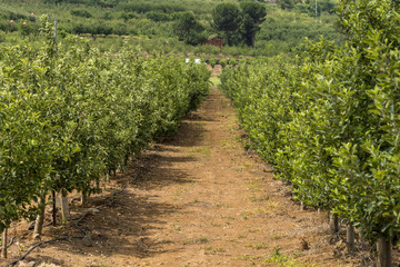 Fototapeta na wymiar Apple plantation field