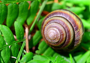 Snail close-up on fern. Macro. Closeup.