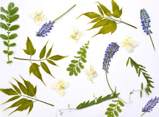 Floral pattern of blue and white flowers of strawberry and Vicia villose, green leaves isolated on...