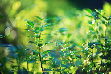 Small green leaves texture in forest. Wild nature. Summer concept. Copy space. Banner. Soft focus.