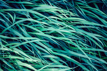 green grass background abstract close up