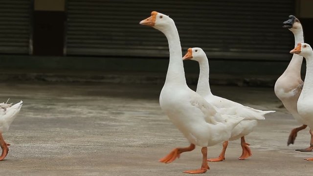 flock of goose walking 