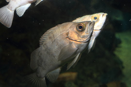Japanese rockfish (Sebastes cheni) in Japan