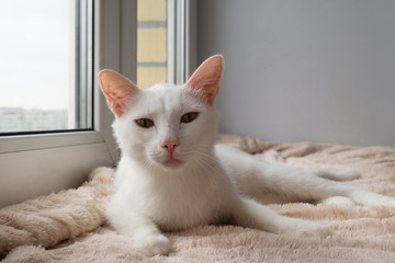 Funny white cat with green eyes is lying on a pink blanket near to the window and looking into the camera.