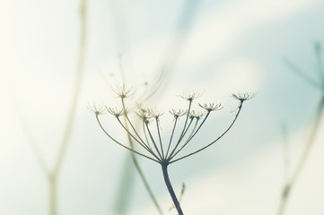 Wild grasses against the sky. Shallow depth of field, vintage filter