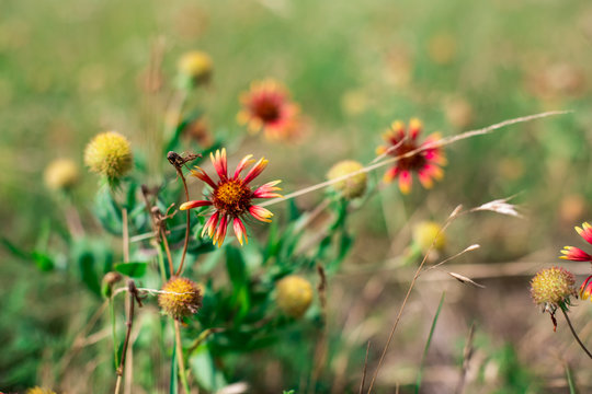 Shallow depth-of-field photo of two red wildflowers