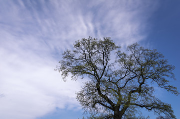 Tree before Clouds and Blue Sky