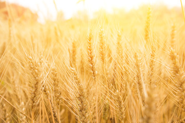 Golden wheat field, Agriculture farm and farming concept