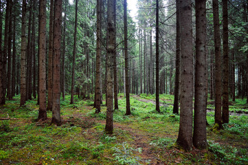 pine forest with moss and large tree trunks