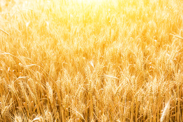 Golden wheat field, Agriculture farm and farming concept