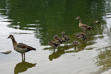entenfamilie am teichufer