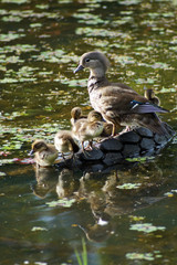 Mandarin duck with ducklings