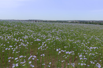 natural background, blooming flax field, blue flax flower