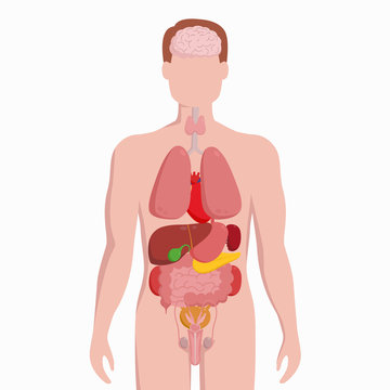 Human male body with internal organs schema flat infographic poster vector illustration. Man silhouette with lungs, heart, thyroid, stomach, liver, kidneys, intestine, pancreas, spleen, testicles.