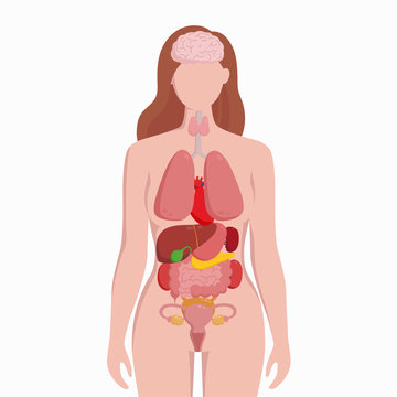 Human female body with internal organs schema flat infographic poster vector illustration. Woman silhouette with lungs, heart, thyroid, stomach, liver, kidneys, uterus, intestine, pancreas, spleen.
