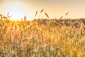 Beautiful nature sunrise landscape. Ears of golden wheat close up. Rural scene under sunlight. Summer background of ripening ears of agriculture landscape. Natur harvest. Wheat field natural product.