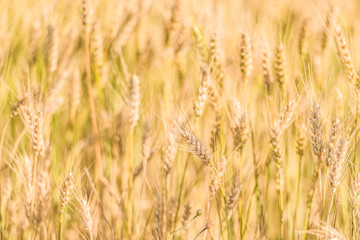 Beautiful nature sunrise landscape. Summer background of ripening ears of agriculture landscape. Wheat field natural product.