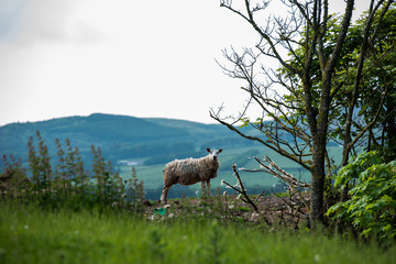 Obraz na płótnie Canvas a sheep in field with hills in background