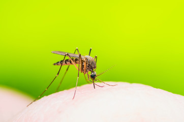 Yellow Fever, Malaria or Zika Virus Infected Mosquito Insect Macro on Green Background